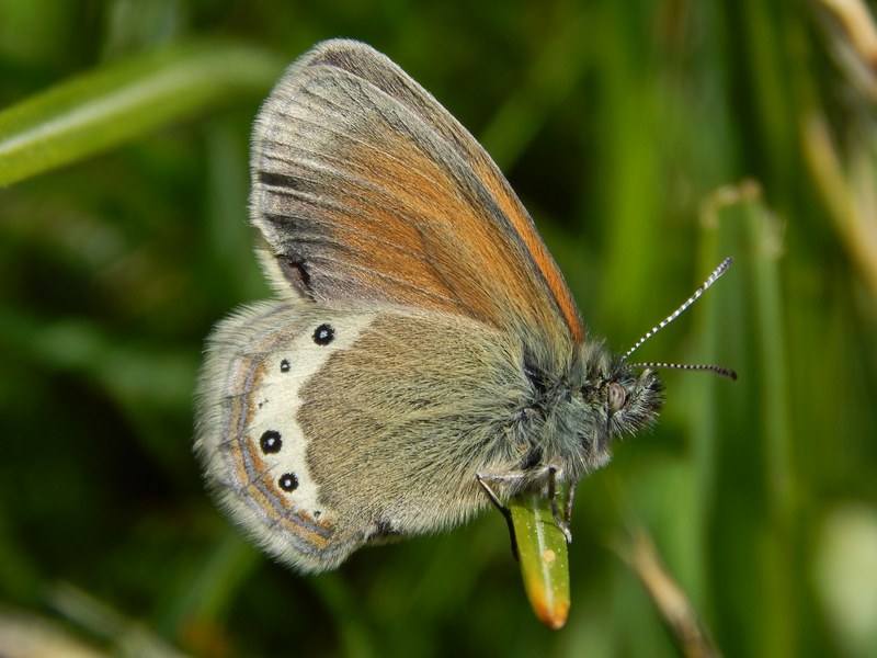 Coenonympha 2 da ID - Coenonympha gardetta